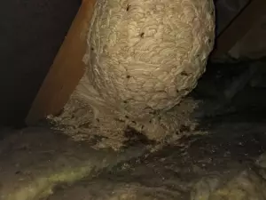 Mand tror, ​​han har fundet "hornets" reden på loftet - bliver bleg, når han indser, hvad der er indeni