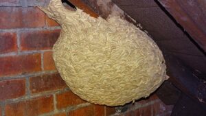 Mand tror, ​​han har fundet "hornets" reden på loftet - bliver bleg, når han indser, hvad der er indeni
