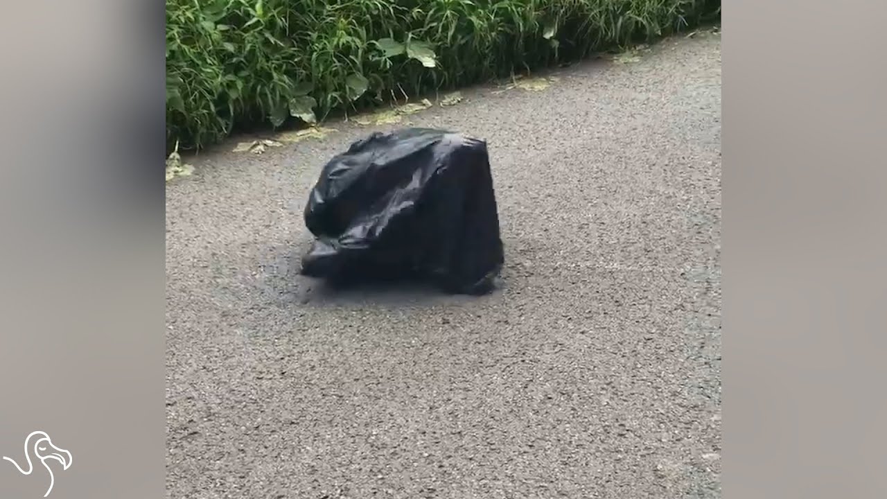 Mor kørte, da hun så en affaldspose i bevægelse midt på vejen. Da hun så nærmere efter, fik hun kuldegysninger...