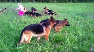 14 hunde omringede en lille pige. Pigen løftede hænderne mod himlen, og der skete noget utroligt. Mere end 14 millioner mennesker så billederne: -