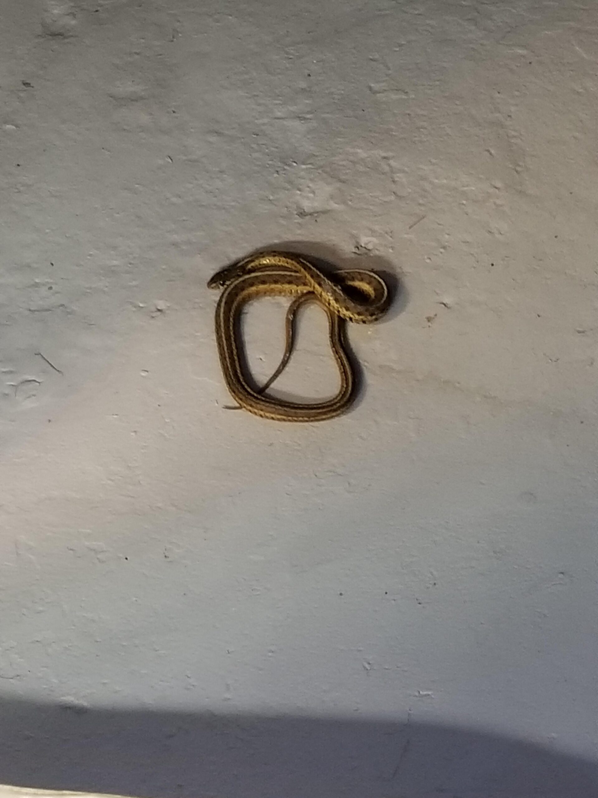 Manden var flyttet ind i en lejlighed købt til en god pris - få dage senere opdagede han årsagen til den lave pris. Han fandt en DØR i GULVET. Han åbnede den og var helt chokeret!