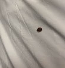 I går aftes fandt vi det her i vores seng, og min mand og jeg er ved at blive skræmte. For et par dage siden opdagede vi noget på mit barns tøj. Hvad er det? Hvordan slipper vi af med dem?