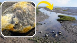 Et par fandt denne mærkelige STEN på en strand. Da de tog det i hænderne og indså, hvad det var, blev de forbløffede "Det er mere end $50.000 værd! Se, hvad det virkelig var: