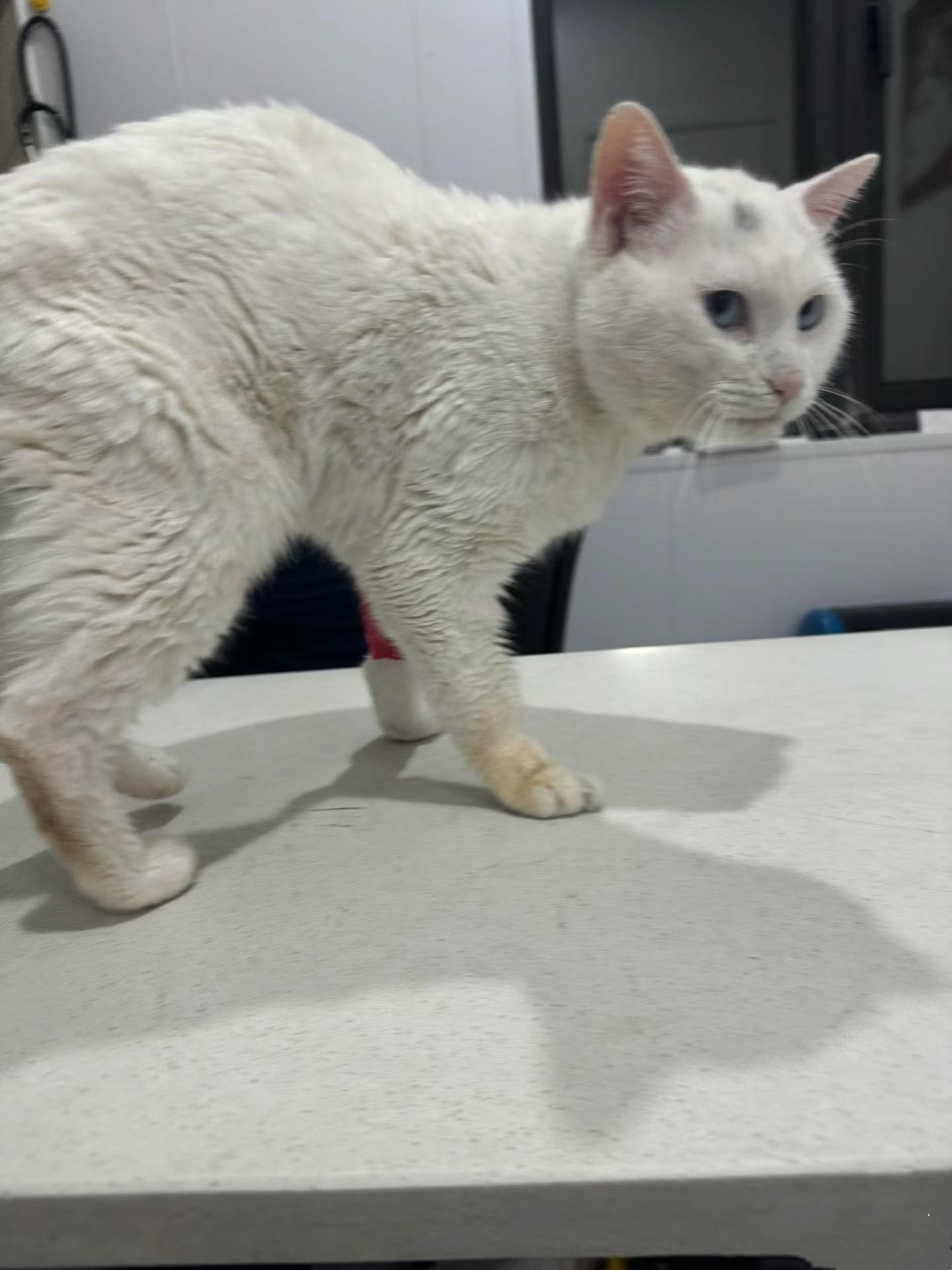 Et par kom til et dyreinternat for at adoptere en kat! ! De valgte de fattigste og mest ynkelige af alle, der var der .Inden for få timer dyret blev smukkere og mere aktiv og legende. Sådan ændrer kærlighed og hengivenhed dyr.