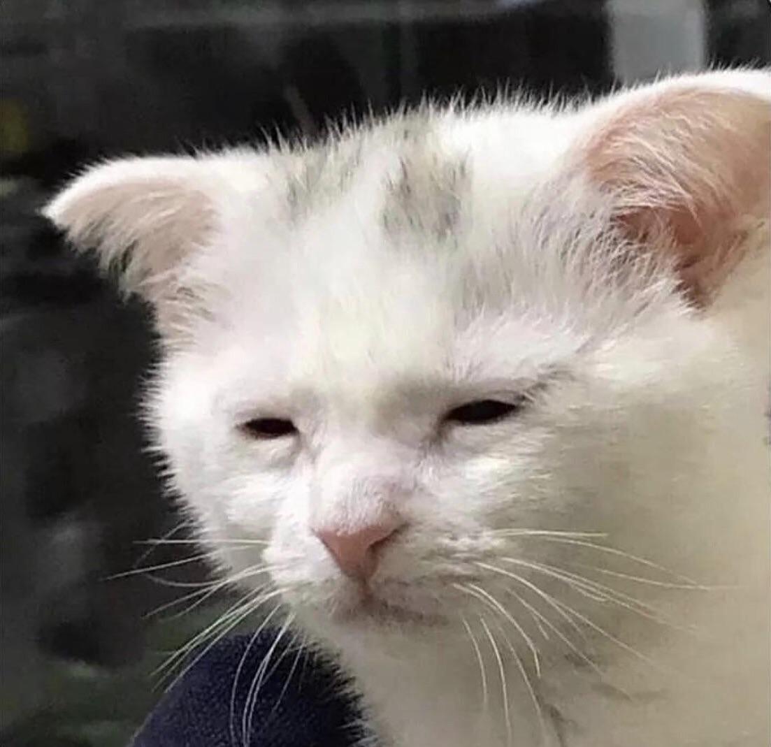 Et par kom til et dyreinternat for at adoptere en kat! ! De valgte de fattigste og mest ynkelige af alle, der var der .Inden for få timer dyret blev smukkere og mere aktiv og legende. Sådan ændrer kærlighed og hengivenhed dyr.
