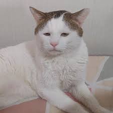 Et par kom til et dyreinternat for at adoptere en kat! ! De valgte de fattigste og mest ynkelige af alle, der var der .Inden for få timer dyret blev smukkere og mere aktiv og legende. Sådan ændrer kærlighed og hengivenhed dyr.