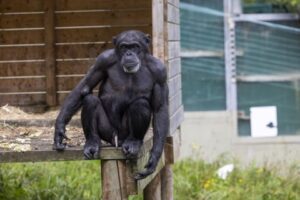 En dyrepasser, der har kendt Betty siden 1960’erne, skrev en sød hyldest til den elskede chimpanse – hvil i fred, Betty