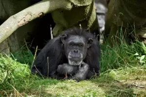 En dyrepasser, der har kendt Betty siden 1960’erne, skrev en sød hyldest til den elskede chimpanse – hvil i fred, Betty