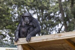 En dyrepasser, der har kendt Betty siden 1960’erne, skrev en sød hyldest til den elskede chimpanse – hvil i fred, Betty