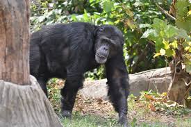 En dyrepasser, der har kendt Betty siden 1960’erne, skrev en sød hyldest til den elskede chimpanse – hvil i fred, Betty