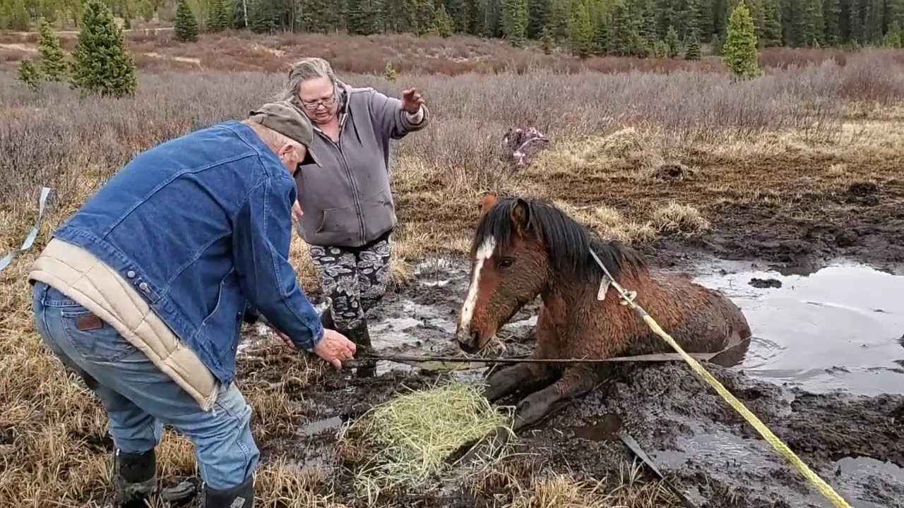 Mand reddede en fanget grædende vildhest. Hvordan det takkede ham er utroligt