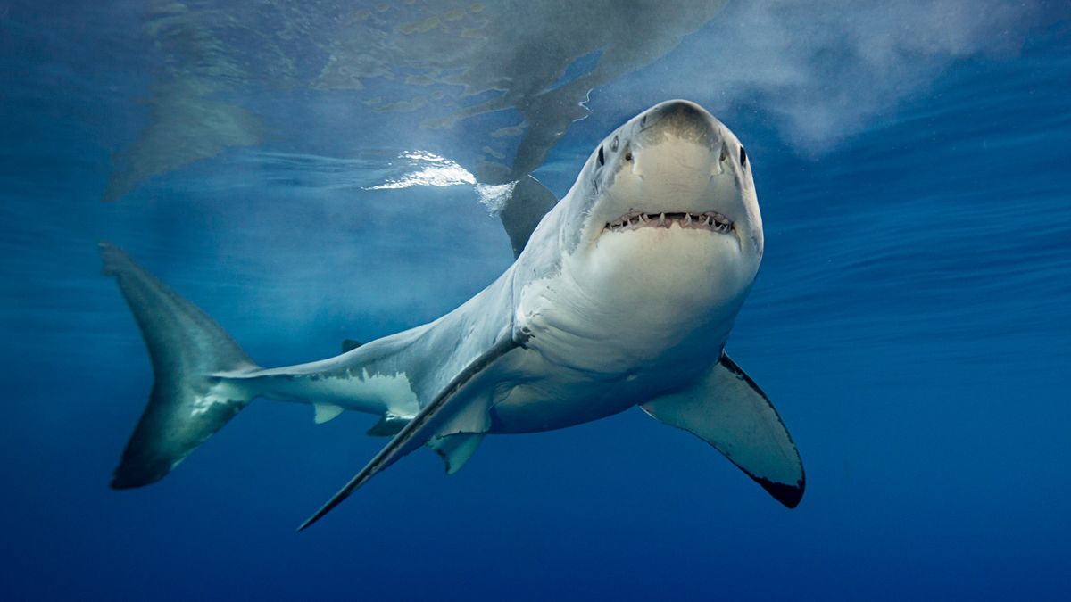Manden fotograferede sin kone ved havet, mens han kiggede på billedet, mistede de talegaven!