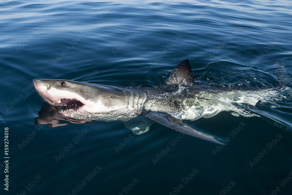 Manden fotograferede sin kone ved havet, mens han kiggede på billedet, mistede de talegaven!
