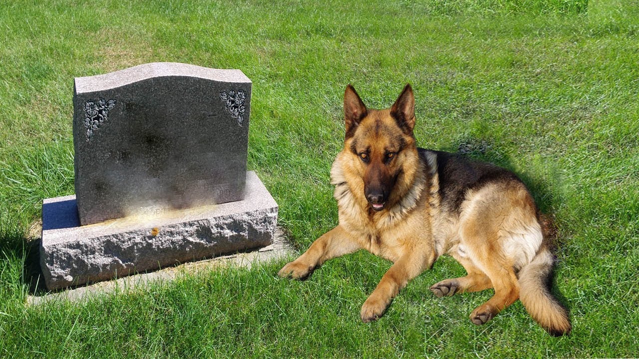 Hunden lå på sin ejers grav hele tiden, indtil de en dag fandt ud af hvorfor...