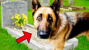 Hunden lå på sin ejers grav hele tiden, indtil de en dag fandt ud af hvorfor...