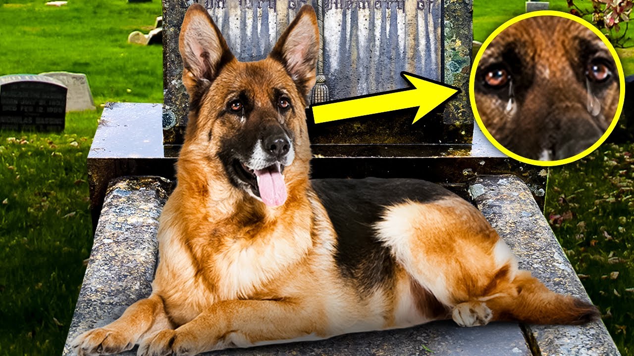 Hunden lå på sin ejers grav hele tiden, indtil de en dag fandt ud af hvorfor...