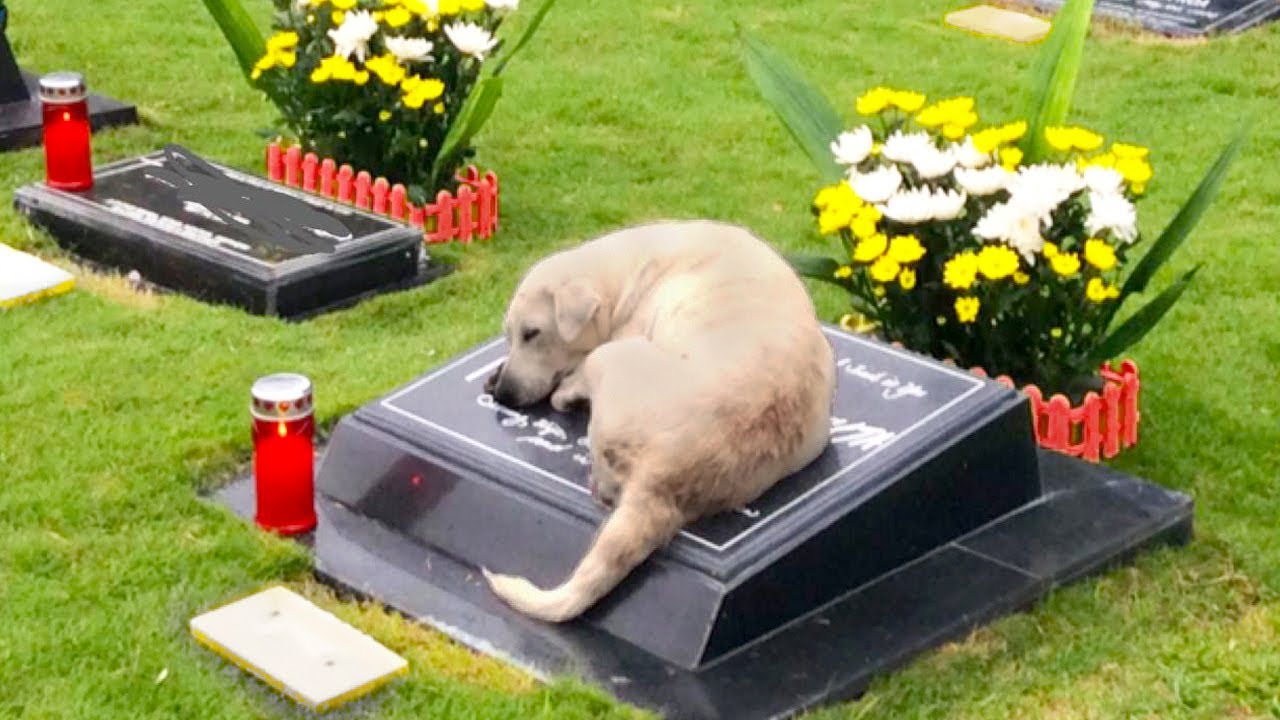 Hunden lå på sin ejers grav hele tiden, indtil de en dag fandt ud af hvorfor...