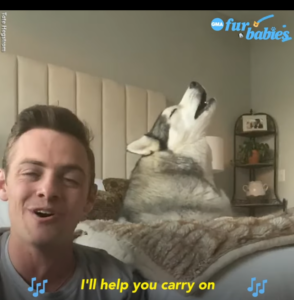 Hvor interessant det er, hvordan denne hund synger sammen med sin ejer! Du skal helt sikkert se det! En meget sjov video! Og slutningen på denne optræden er virkelig spændende!