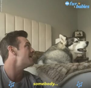 Hvor interessant det er, hvordan denne hund synger sammen med sin ejer! Du skal helt sikkert se det! En meget sjov video! Og slutningen på denne optræden er virkelig spændende!