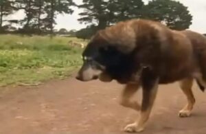 Maggie, verdens ældste hund, vil ikke blive optaget i Guinness Rekordbog. Og her er grunden! Du vil blive chokeret, når du finder ud af hvorfor!