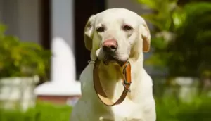 Hunden fortsætter med at komme ind i kvindens hus og sove der, og en dag blev denne seddel fastgjort til dens halsbånd.