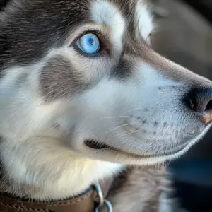 Vi flyttede ind i en sen mands hus, og hver dag kom en hund til os – en dag fulgte jeg den og blev chokeret over, hvor den førte os