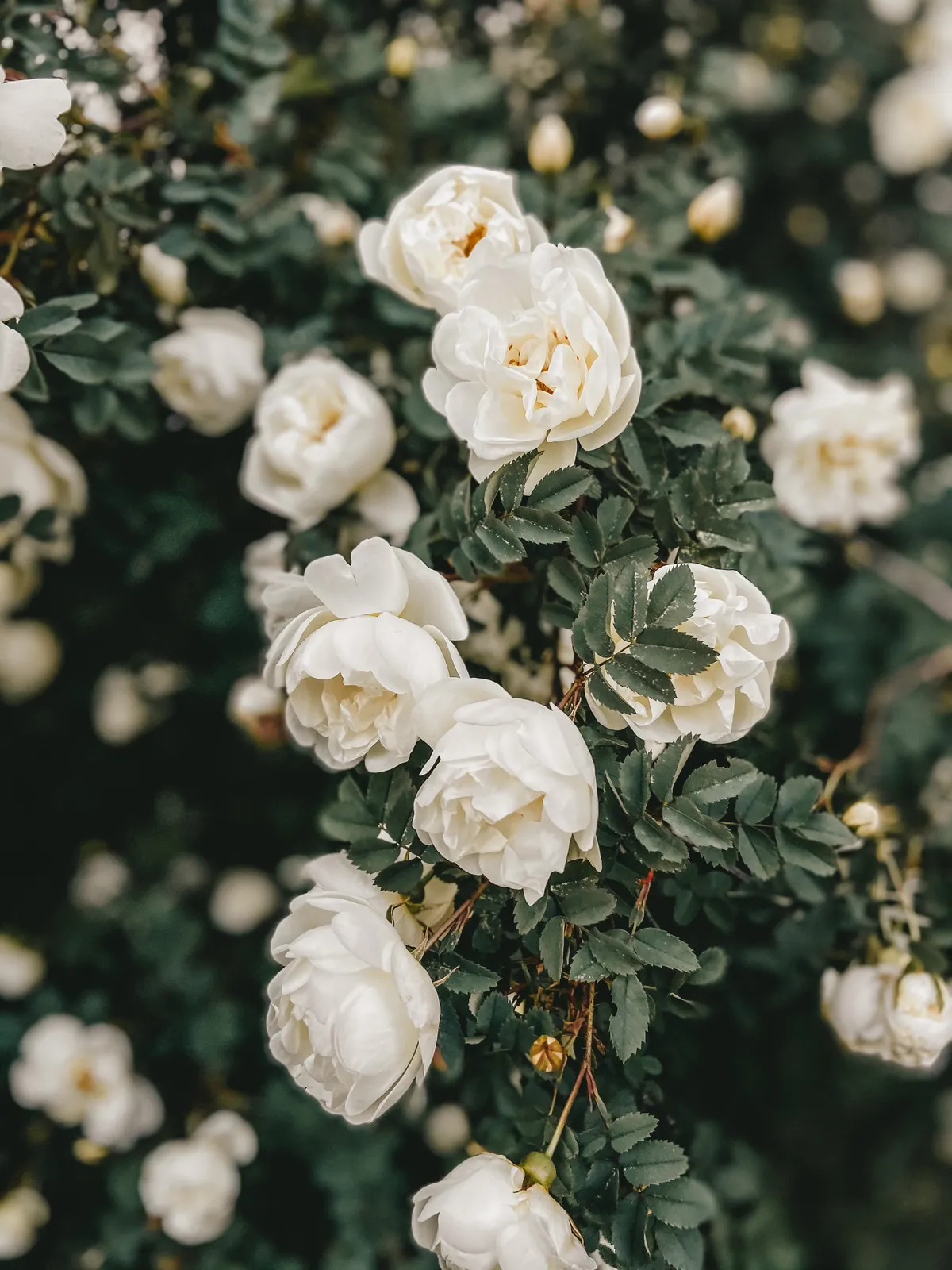 Kvinde tager blomster til mandens grav og er forvirret, da en anden kvinde smider dem væk - dagens historie