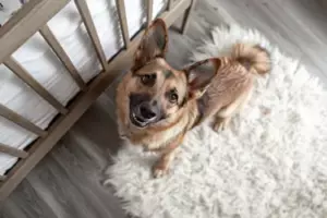 Vores hund ville ikke holde op med at gø ved vores nyfødtes krybbe - hvad jeg opdagede under madrassen efterlod mig bedøvet