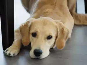 Min MIL krævede $600 for at gå og fodre vores hund, mens jeg var i fødsel - jeg accepterede, men kun på én betingelse