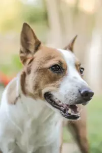 Hjemløs mand bad mig tage hans hund - en måned senere modtog jeg et mystisk brev