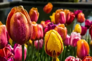 Min MIL ødelagde min datters blomsterbed, mens vi var væk - så jeg fik hende til at betale på en måde, hun aldrig havde forventet