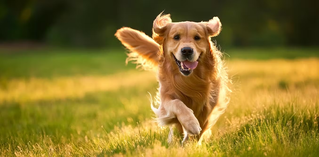 Jeg er en lastbilchauffør, der reddede en hund på en ensom tankstation