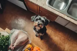 Vores hund ville ikke holde op med at gø ved Thanksgiving-kalkunen – da jeg endelig tjekkede den, ringede jeg til politiet