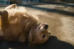 Min nabo stjal min hund, løj mig til ansigtet og troede, jeg ville give slip på den.